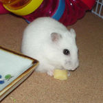 ハム用チーズを食べるアイ