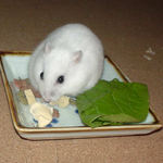 高野豆腐に食いついているアイ