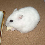 ちびっこクロワッサンに齧りついているアイ