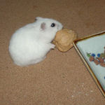 くるみに齧りついているアイ