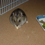 ちびっこクロワッサンに食いついているユウキ