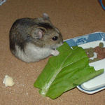 小松菜を食べるユウキ