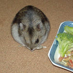 煮干を食べるユウキ