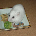 ブロッコリーに食いつくアイ