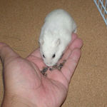 蕎麦の実に食いつくアイ