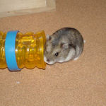 入りそうで入らない