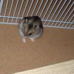 毛づくろい中のユウキ