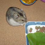 乾燥パイナップルを食べるユウキ