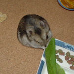 小松菜を食べるユウキ