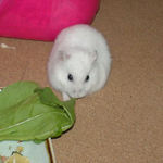 小松菜を食べるアイ