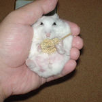 粟の穂腹出し中のアイ