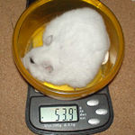 体重少し減りました