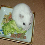 ブロッコリーを齧っているアイ