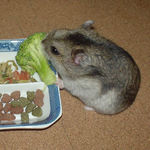 ブロッコリーを食べるユウキ