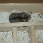 毛づくろいにはげむユウキ