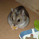 乾燥パパイヤを食べるユウキ