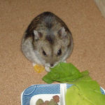 小松菜を食べるユウキ