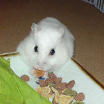 乾燥パパイヤを食べるアイ