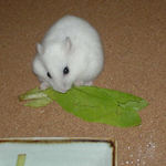 小松菜を食べるアイ