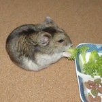 ブロッコリーを食べるユウキ