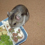 エサ皿をあさってるユウキ