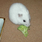 ブロッコリーを食べるアイ