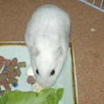 男前豆腐を食べるアイ