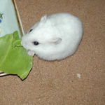 キャベツを食べているアイ