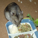 男前豆腐を食べるユウキ