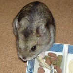 煮干を食べるユウキ