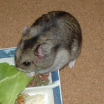 キャベツにかじりついているユウキ