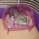 なんだか迷惑そうな顔で出てきました