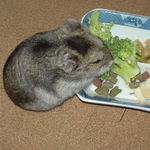 ブロッコリーを食べるユウキ