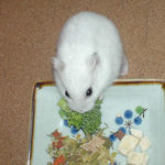 ブロッコリーを食べるアイ