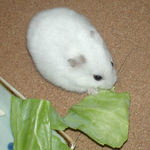 キャベツを食べるアイ