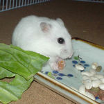 乾燥パパイヤを食べるアイ