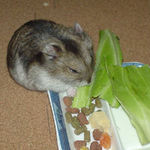 キャベツを食べるユウキ