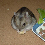 高野豆腐を食べるユウキ