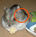 腫瘍が出来ていました。