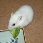 ブロッコリーを食べるアイ