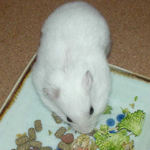 あっという間に蕎麦の実を掃除