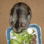 ブロッコリーを食べているユウキ