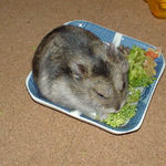 なんだか渋い顔のユウキ