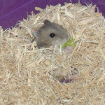 ブロッコリーを食べてます