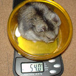 体重は少し減少