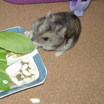 青梗菜を食べるユウキ