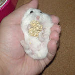 さっそく腹出し食いのアイ