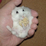 まだまだ腹出し食いのアイ