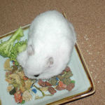 ブロッコリーを食べるアイ