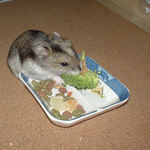 まだブロッコリーを食べているユウキ